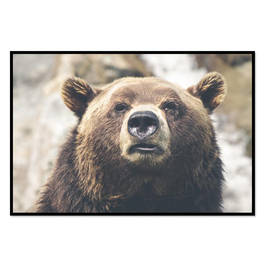 Grizzly Bear Wall Poster Prints